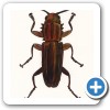 Sawtooth Grain Beetle